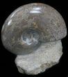 Polished Shloenbacchia Ammonite With Stone Base #35312-1
